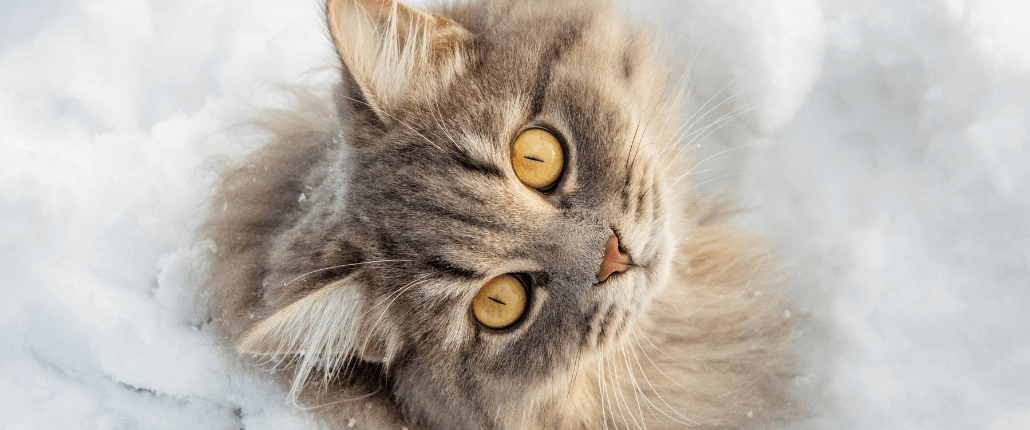 IDEXX Veterinary Software appointment reminders